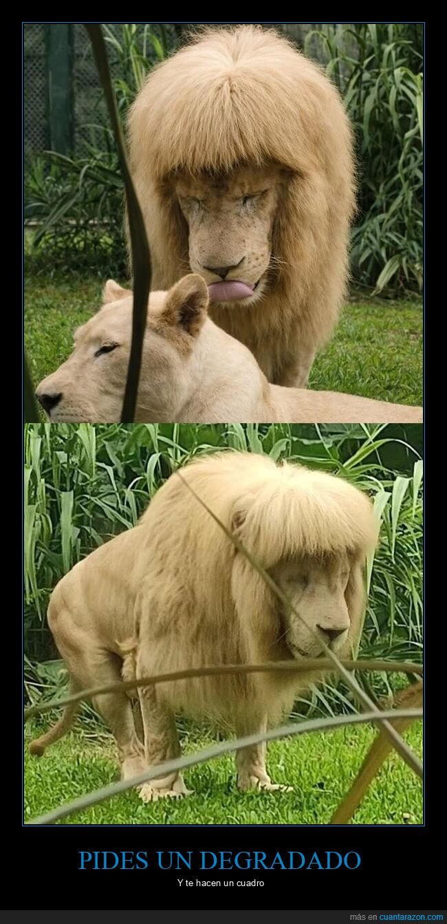 le&oacute;n,peluquer&iacute;a,zool&oacute;gico,flequillo,desastre