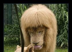 Enlace a Un León se vuelve viral, tras recibir el peor corte de pelo de la historia, en un zoológico en China
