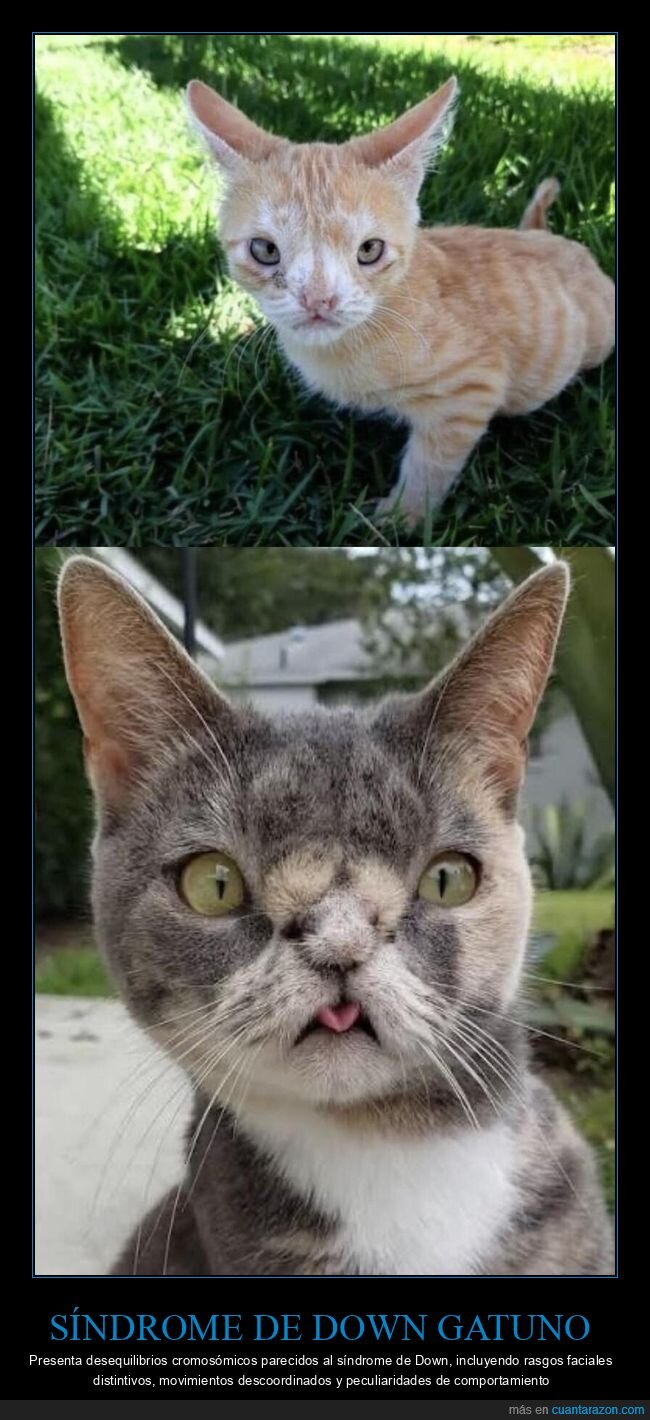 gatos,gen&eacute;tica,cromosomas,peculiaridad,tiernos