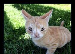 Enlace a Ay lo de la lengua