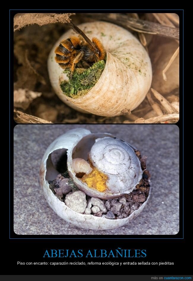 abejas,caracol,nido,reciclaje,naturaleza