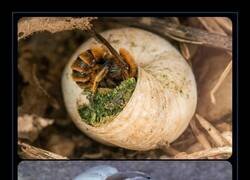 Enlace a Estas abejas construyen sus nidos en conchas de caracol vacías, utilizando hojas trituradas y tierra para formar las cámaras internas de cría y luego sellando la entrada con pulpa vegetal, guijarros y restos