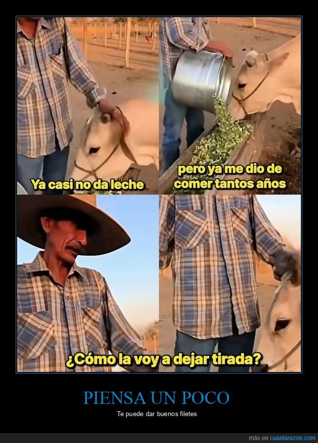 vaca,leche,granja,cuidado,lealtad