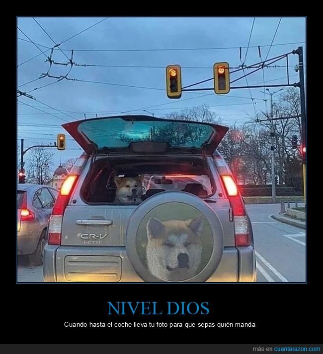 perro,coche,pegatina,tr&aacute;fico,vigilancia