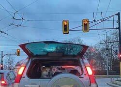 Enlace a El que lleva los pantalones en casa