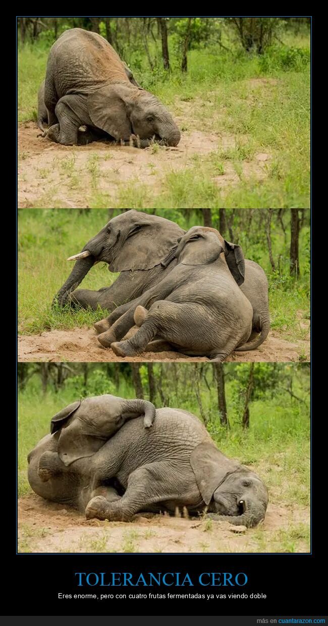 elefantes,alcohol,fruta,borrachera,resaca
