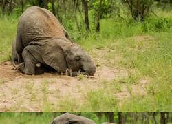 Enlace a A pesar de su tamaño, los elefantes pueden emborracharse con muy poca cantidad de alcohol, ya que no pueden metabolizarlo como los humanos. En la mayoría de los casos, basta con una pequeña cantidad de frutas fermentadas