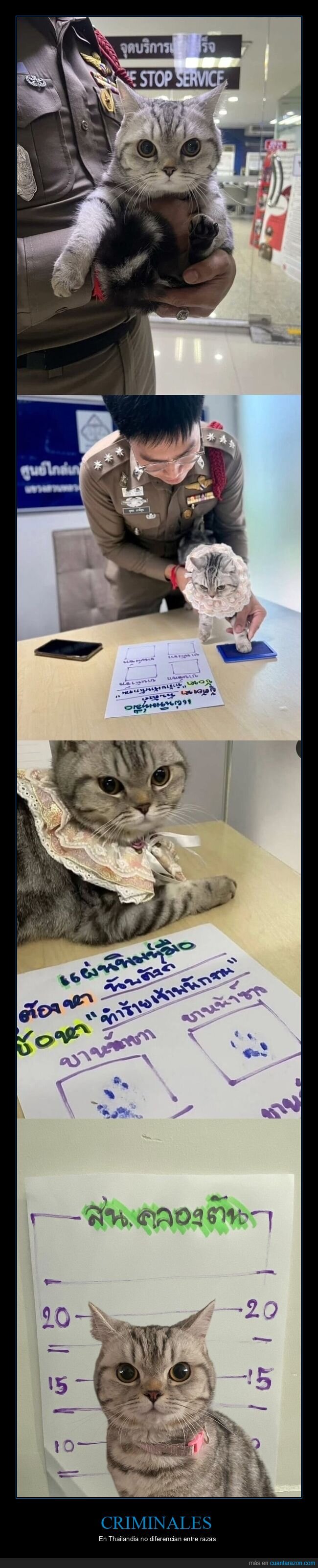 gato,polic&iacute;a,detenci&oacute;n,huellas,Tailandia