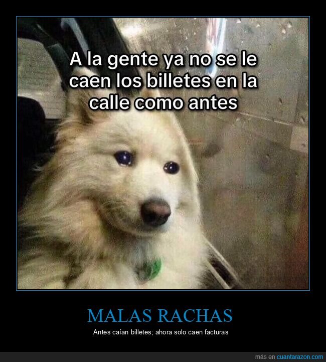 perro,billetes,calle,pobreza,nostalgia