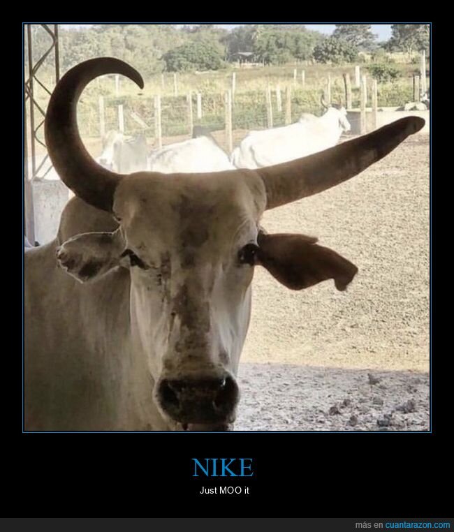 vaca,cuernos,granja,nombre,absurdo