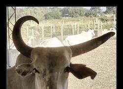 Enlace a Just moo it