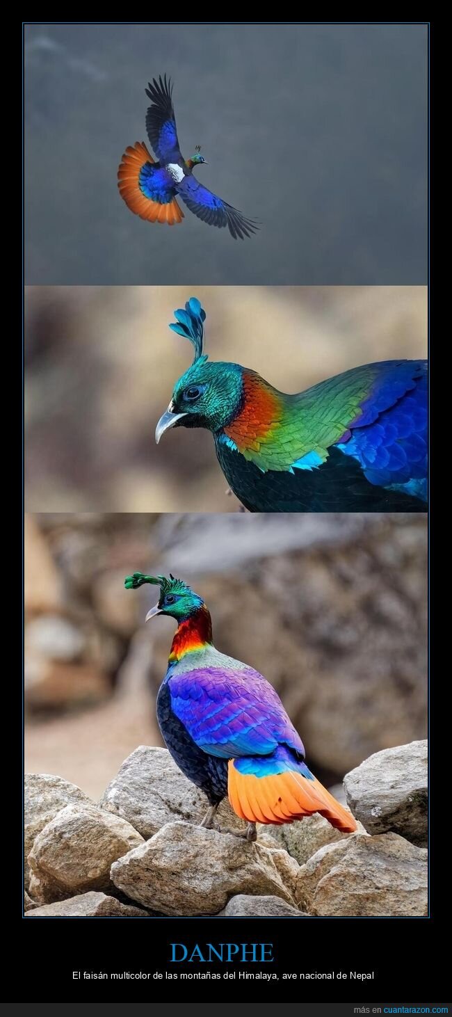 monal,Himalaya,Nepal,plumaje,orgullo