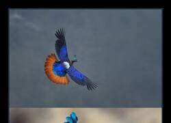 Enlace a Menudo plumaje más espectacular