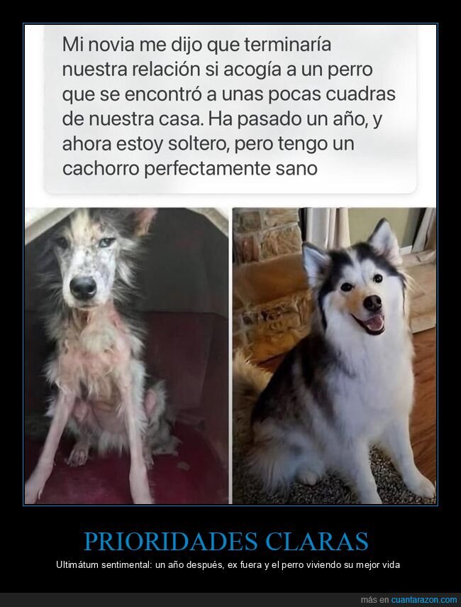 perro,adopci&oacute;n,ultim&aacute;tum,solter&iacute;a,cachorro