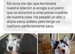 Enlace a Me quedé con el perro: decisión fácil