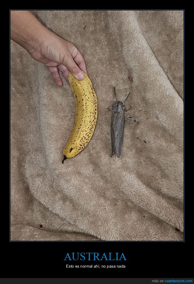 australia,polilla,gigante,platano,sorpresa