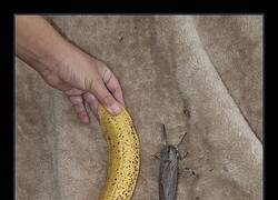 Enlace a Cuando Australia te suelta un bicho tamaño plátano y aún te dicen que no pasa nada