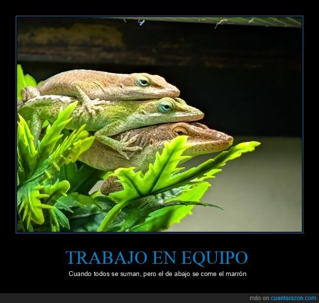 lagartos,pila,equipo,jerarquia,aplastamiento