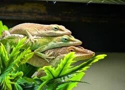 Enlace a Me encanta cuando se amontonan