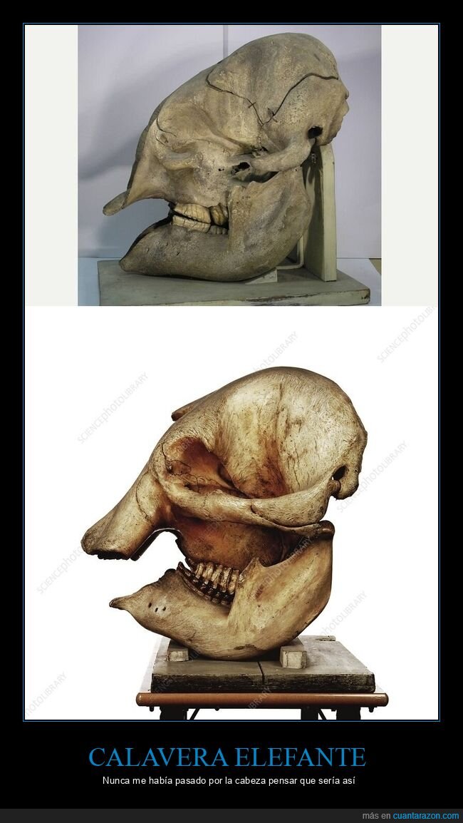 elefante,calavera,biologia,sorpresa,curiosidad