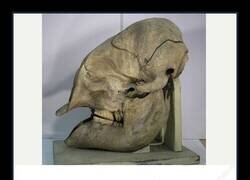 Enlace a Yo pensando que los elefantes tenían una calavera normal