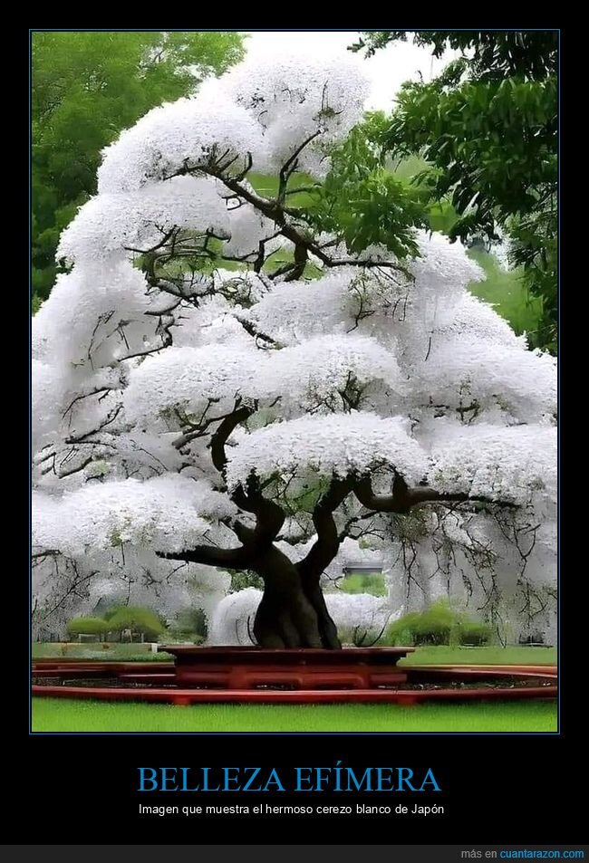 cerezo,sakura,primavera,jardin,fugacidad