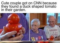 Enlace a Pareja sale en la CNN porque han encontrado un tomate con forma de pato