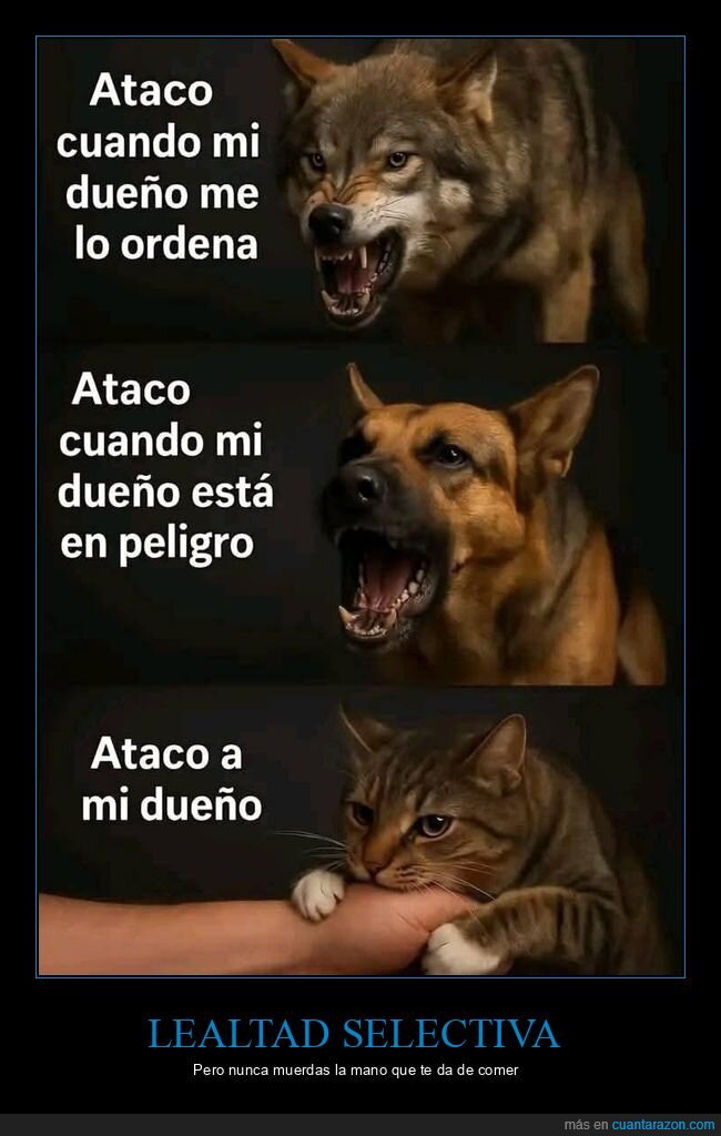 perro,gato,due&ntilde;o,ataque,mascotas