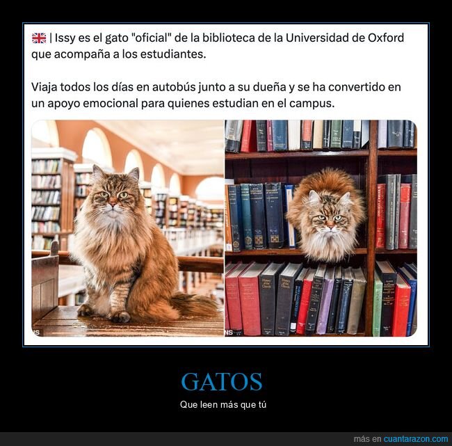 Oxford,biblioteca,gato,estudiantes,campus