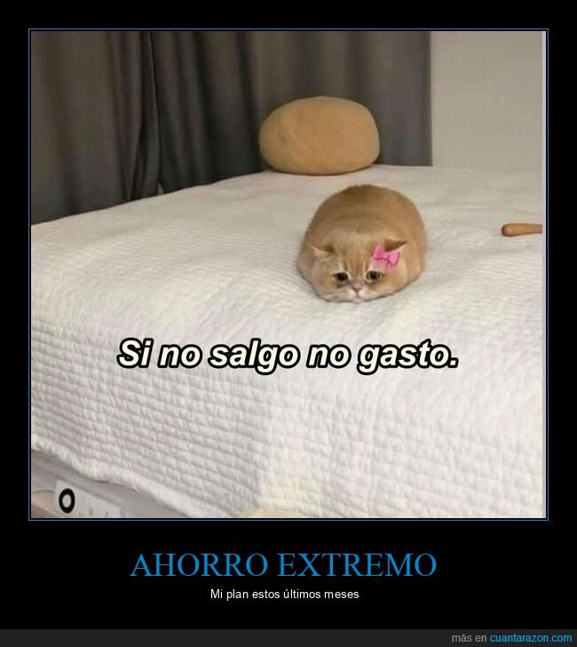 gato,ahorro,pereza,cama,pobreza