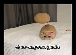 Enlace a Si no salgo no gasto… y si salgo me arruino