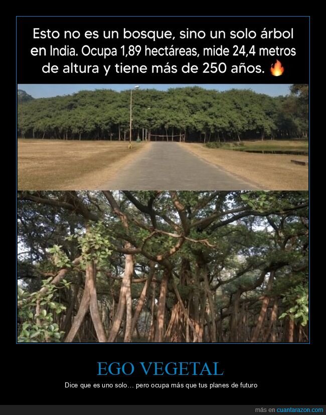 &aacute;rbol,India,gigante,naturaleza,exageraci&oacute;n