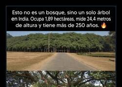 Enlace a Enorme árbol solitario de más de 250 años en la India