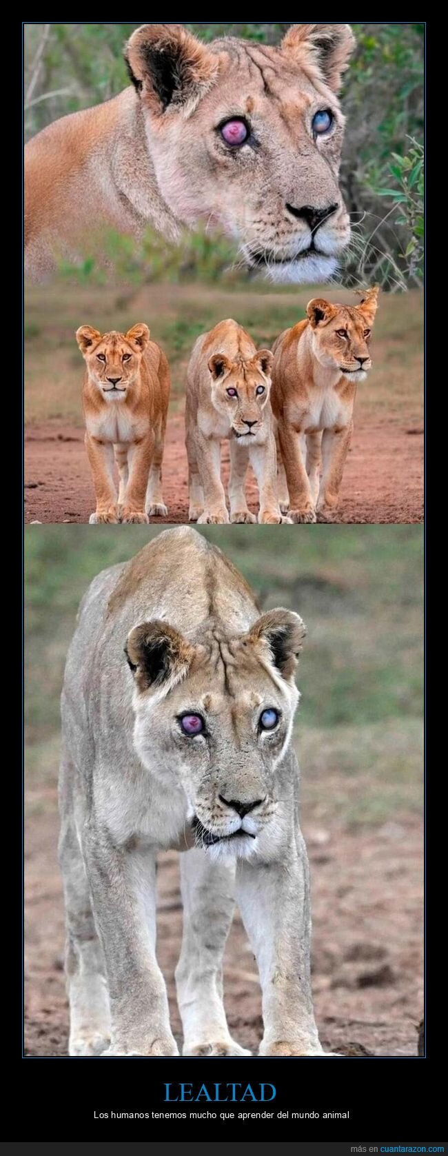 leonas,familia,ceguera,supervivencia,lealtad