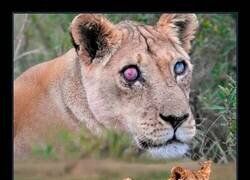 Enlace a Josie, una leona de 17 años, sobrevivió durante 5 años (2020-2025) a pesar de estar ciega, porque sus hijas se negaron a abandonarla