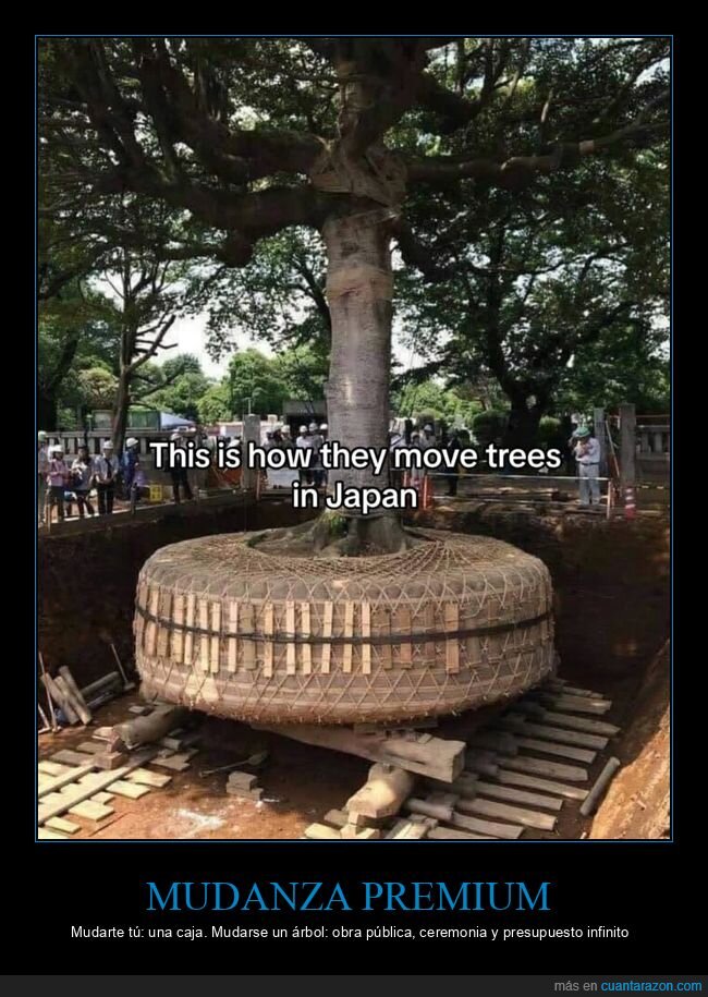 Jap&oacute;n,&aacute;rbol,trasplante,obra,log&iacute;stica