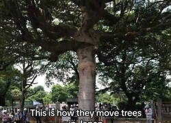 Enlace a Así es como trasladan árboles en Japón