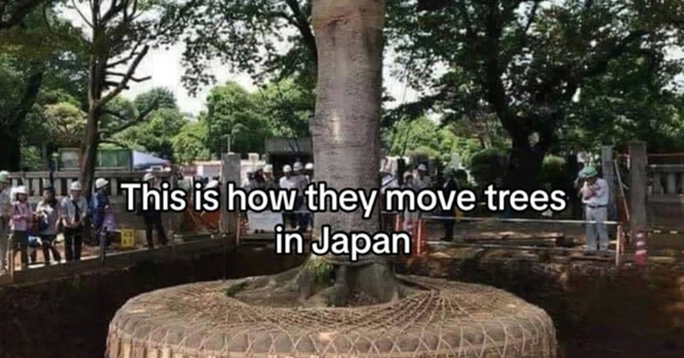 ¡Cuánta razón! / Así es como trasladan árboles en Japón