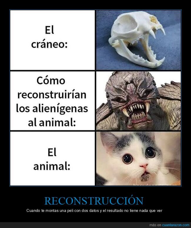 cr&aacute;neo,alien&iacute;genas,reconstrucci&oacute;n,gatito,contraste