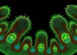 Enlace a Delgadas secciones transversales de hierba observadas bajo un microscopio parecen estar 