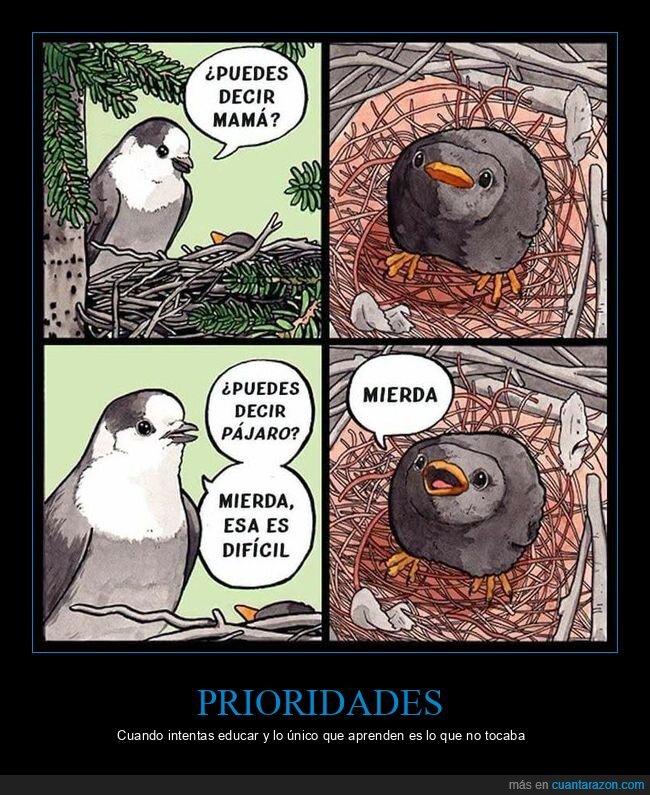 p&aacute;jaros,crianza,nido,aprendizaje,bocazas