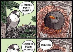 Enlace a Lo primero que aprenden son los insultos