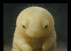 Enlace a Soy el Airbnb de un ácaro