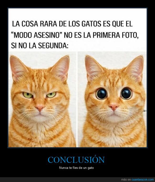 gato,mirada,amenaza,inocencia,sospecha