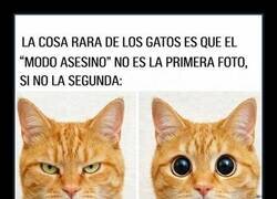 Enlace a Tu gato ya ha elegido víctima