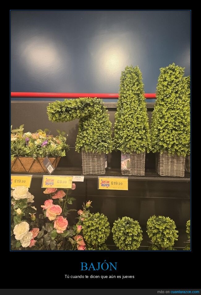 topiaria,jardiner&iacute;a,planta,tienda,absurdo