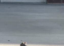 Enlace a  Ardilla pizzera