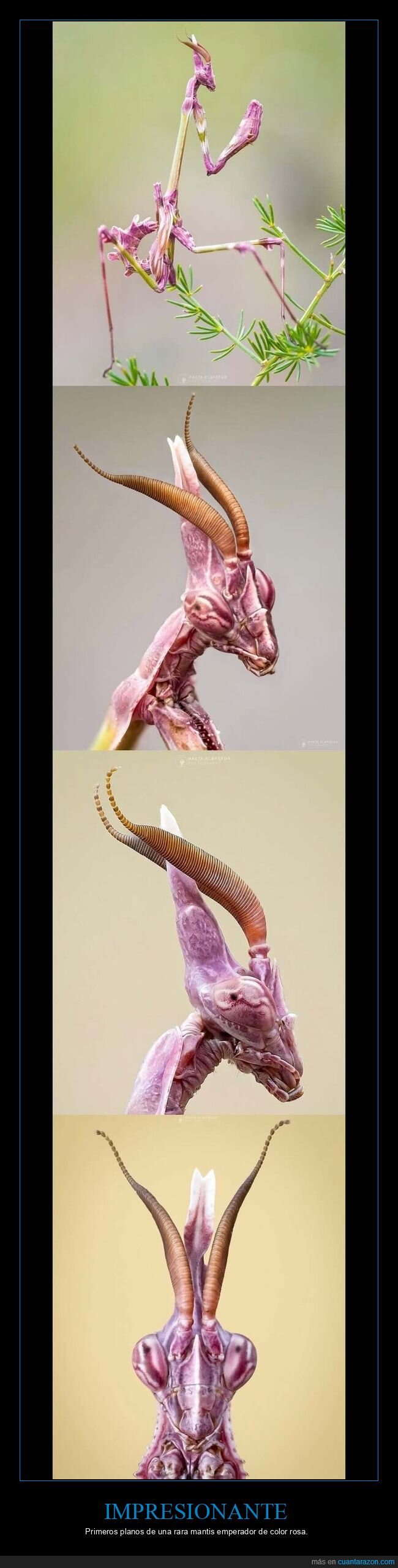 mantis,rosa,insecto,rareza,postureo