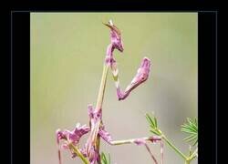Enlace a Imagina encontrarte este bicho siendo tú otro insecto