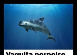 Enlace a La vaquita es una especie en peligro crítico de extinción, de la cual quedan menos de 20 ejemplares.